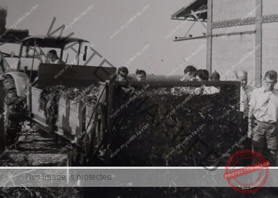 Foto Prof. Maiwald bei der Ernte